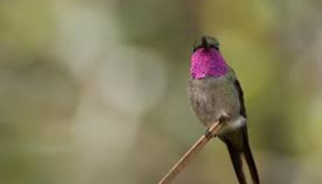 Beija-flor Estrelinha-Ametista